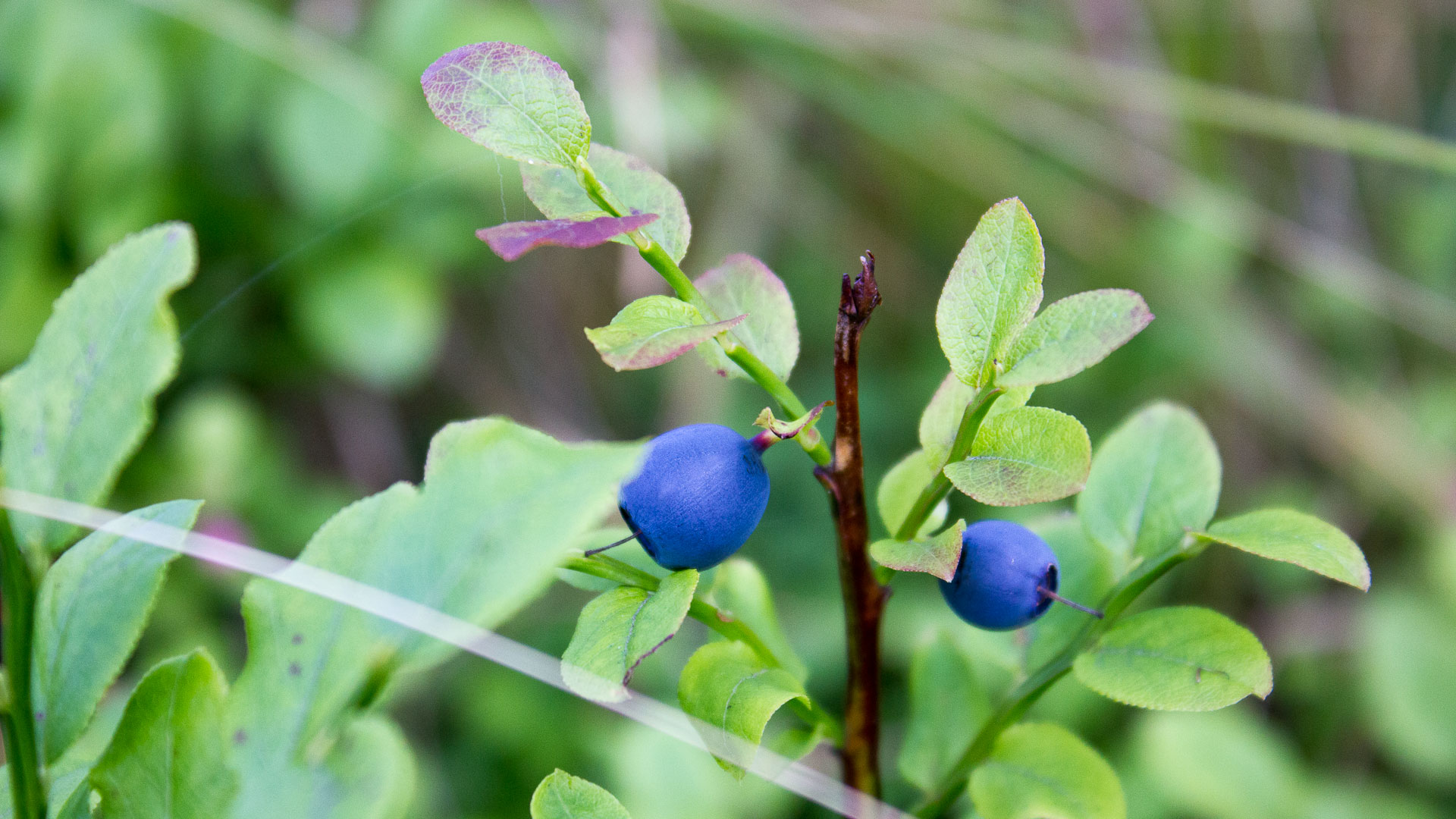 Blueberries in Norway