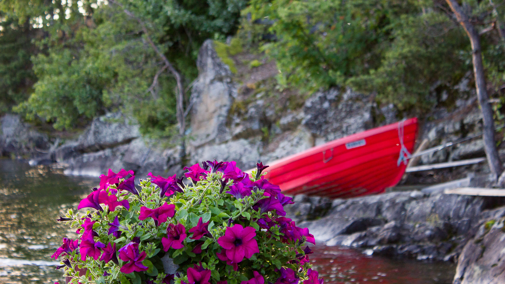 Norwegian flowers and fishing PicVisit