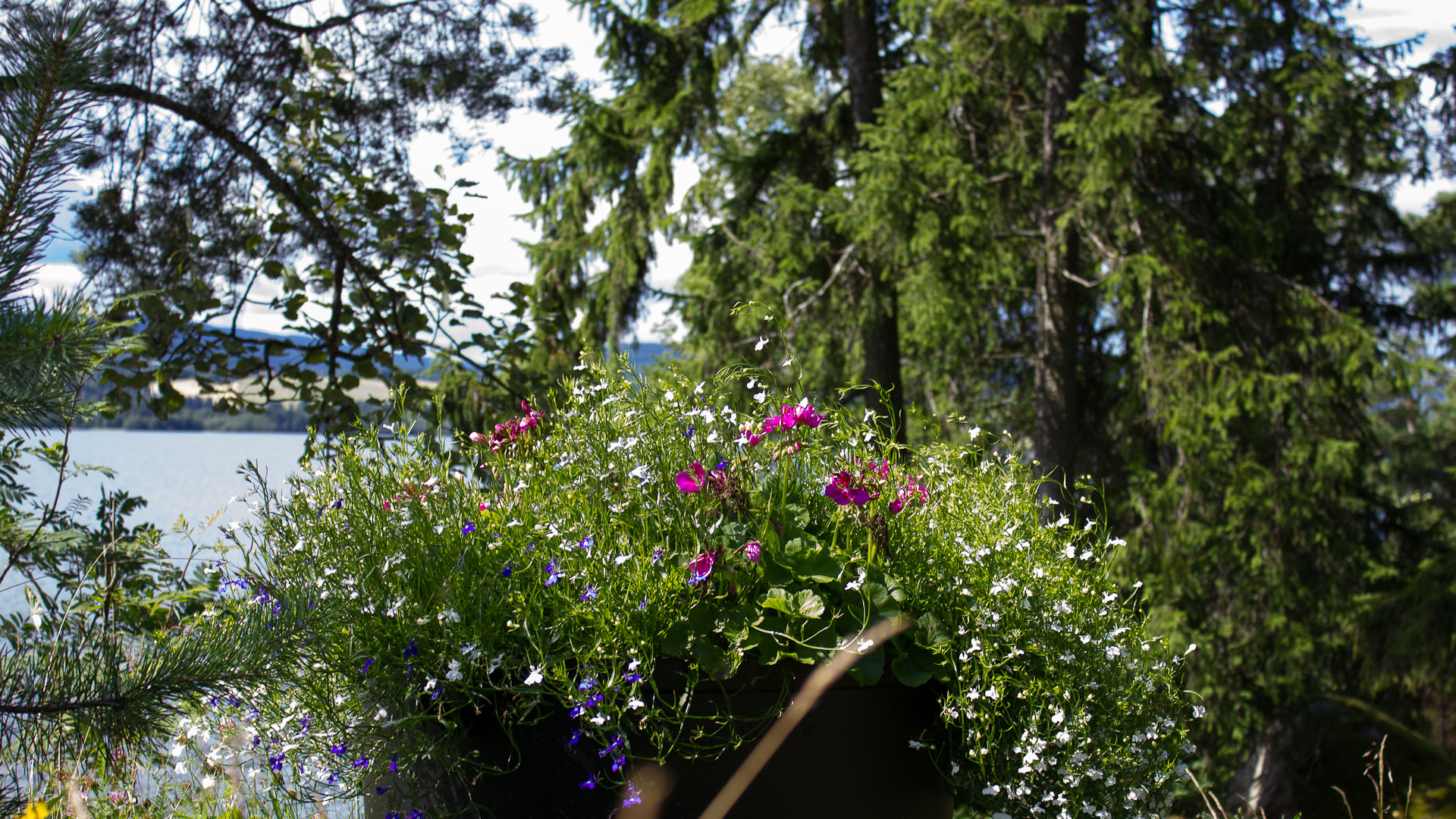 Norwegian garden flowers